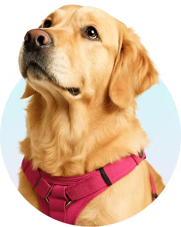 Dogs