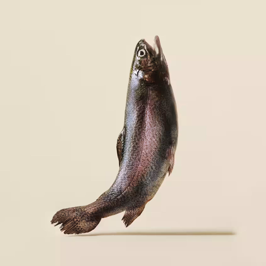 Carnilove Soft Treat – Trout & Dill 200g