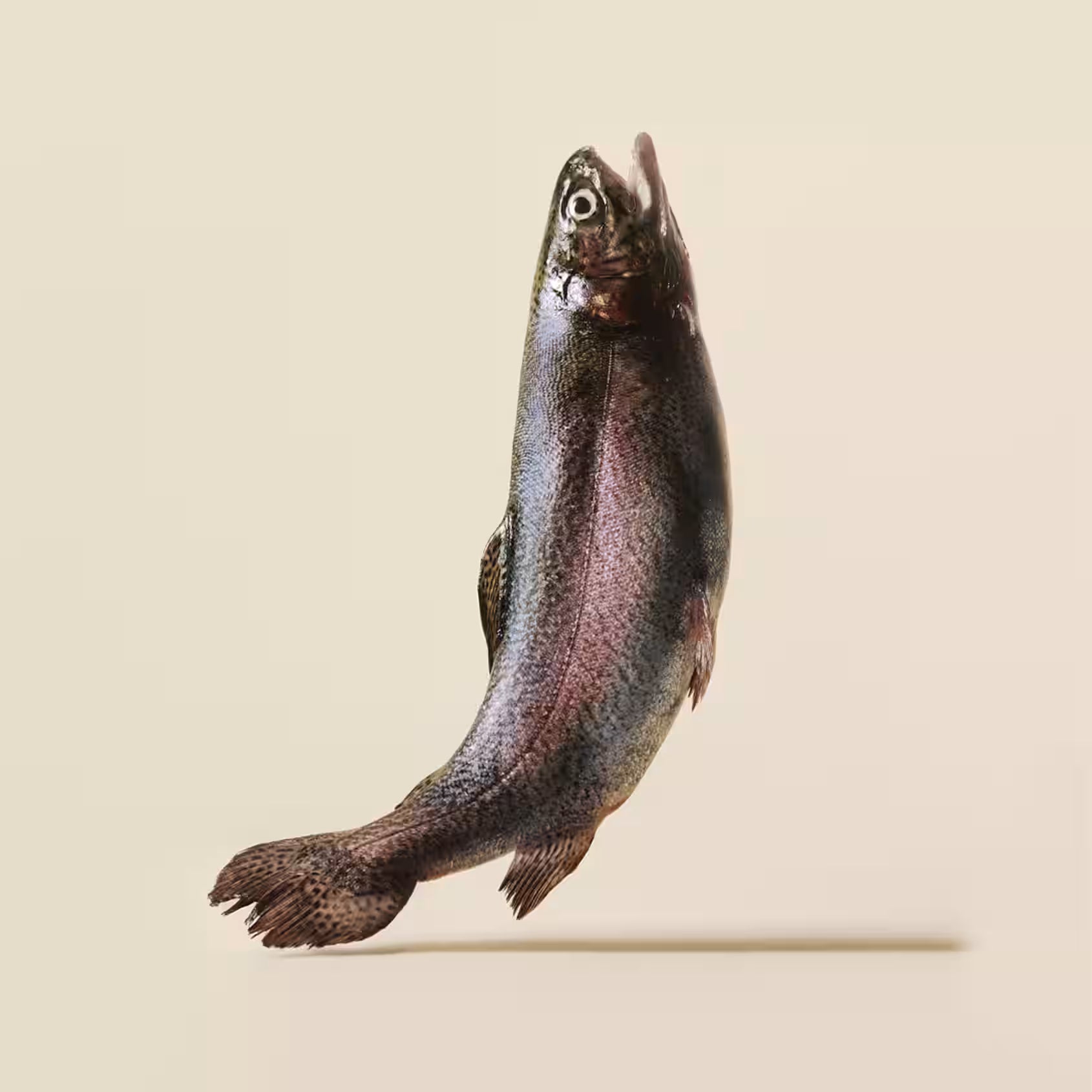 Carnilove Cat Pouch Trout With Echinacea 85g
