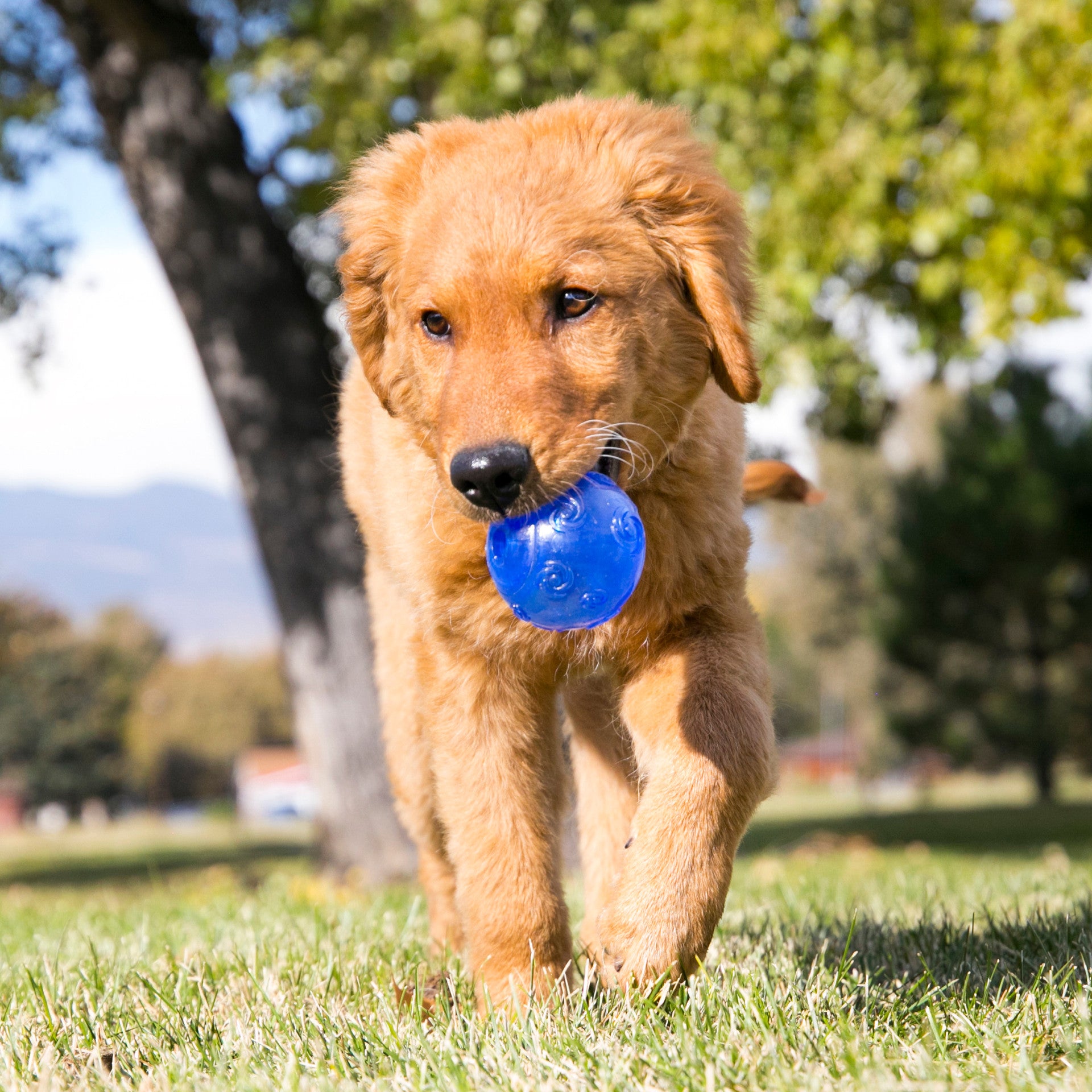 Kong Squeezz Ball M