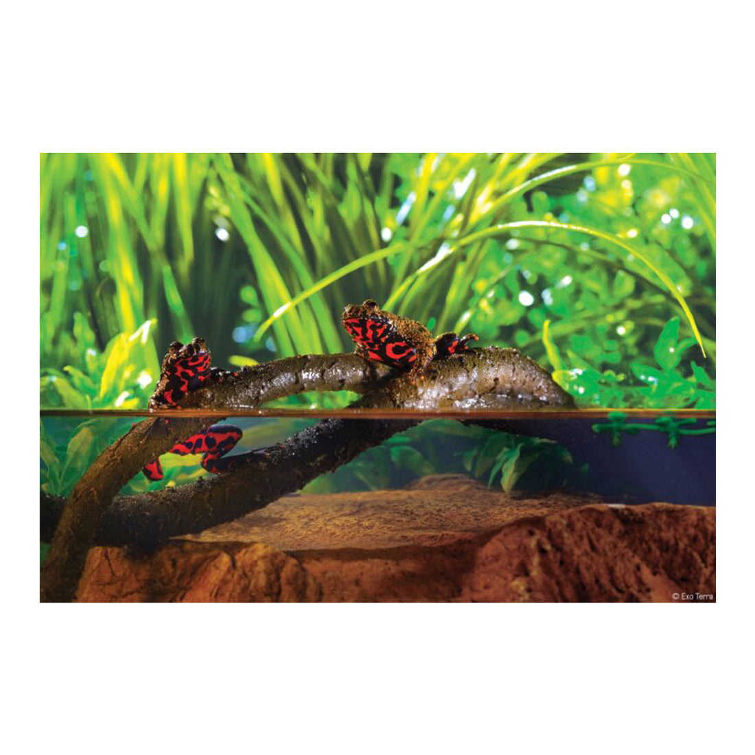 Exo Terra Jungle Vines Large