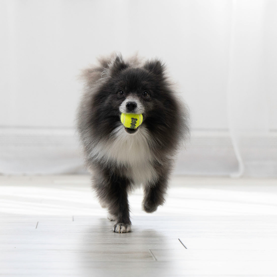 Kong Air Squeaker Tennis Ball X-Small 3PCS