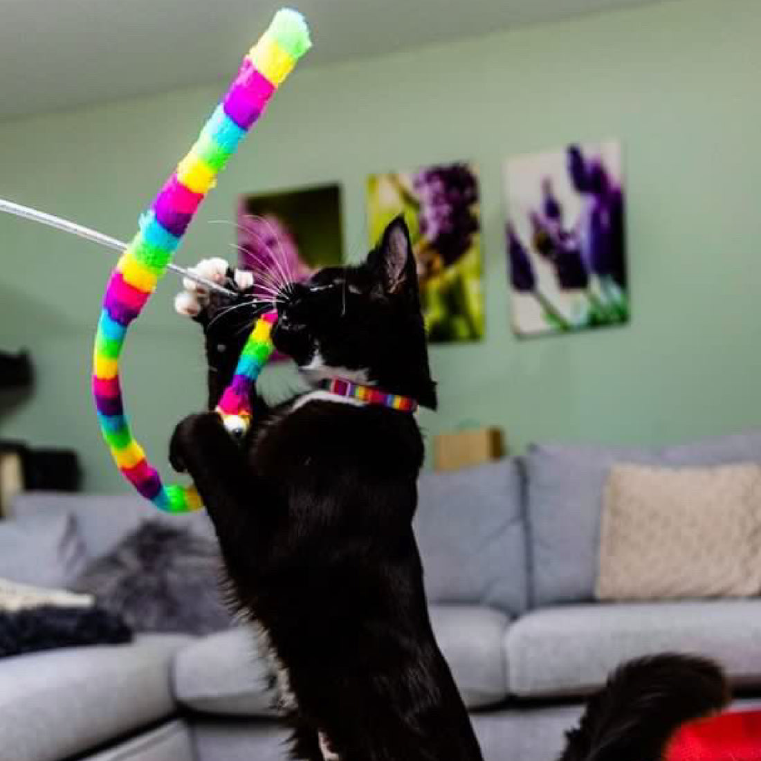 Ancol Wiggle Worm Cat Dangler Rainbow
