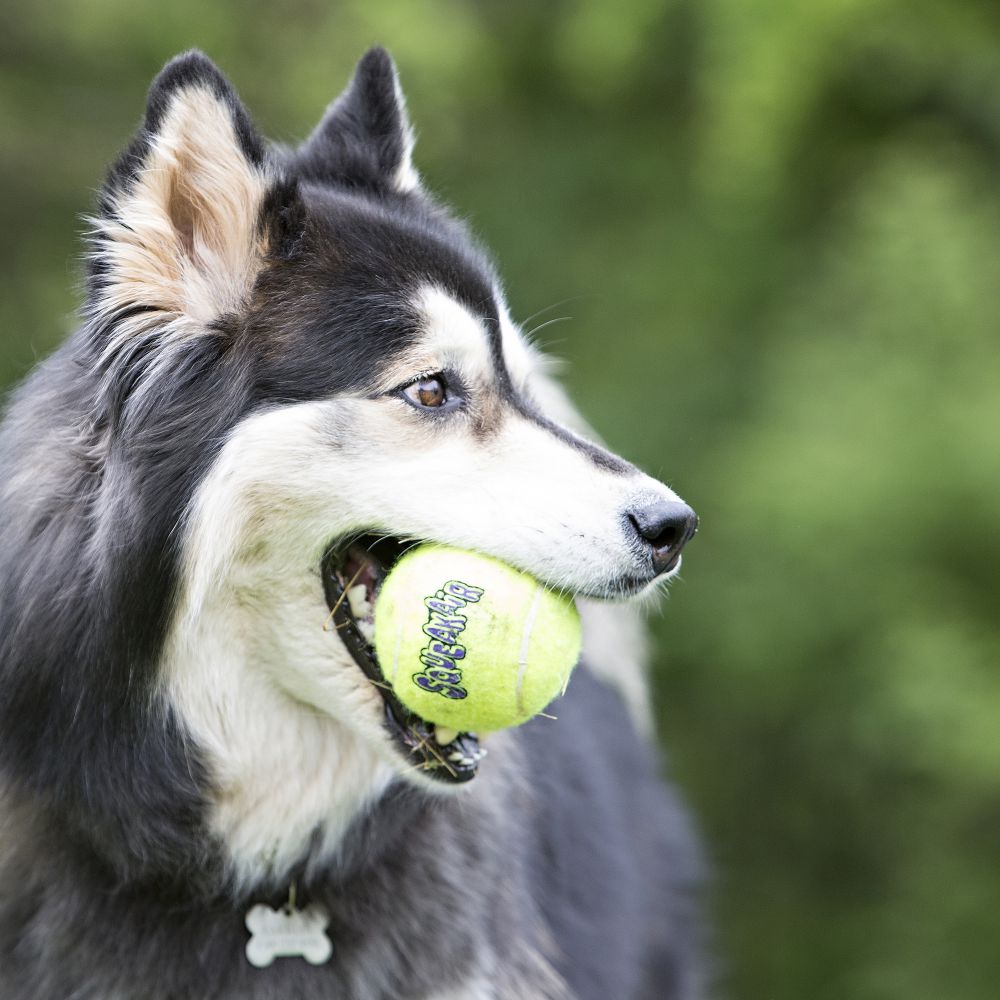 Kong Air Squeaker Tennis Ball Medium Net 3