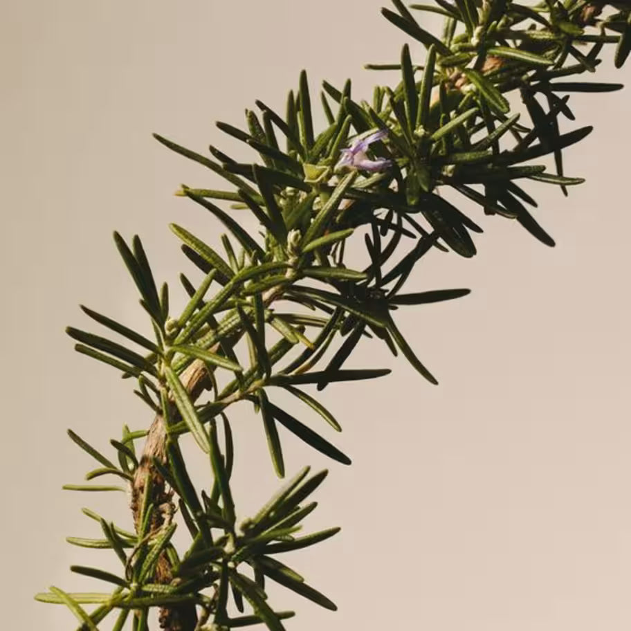 Carnilove Soft Treat – Duck & Rosemary 200g