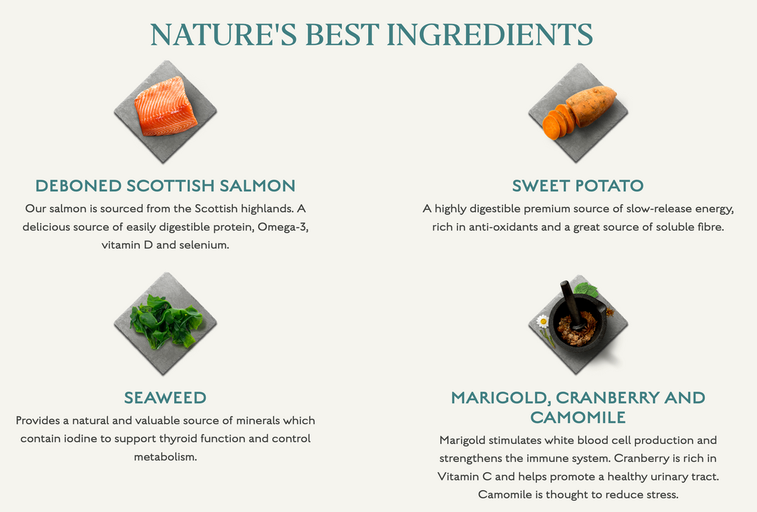 Canagan Dog Scottish Salmon For Puppies & Adults