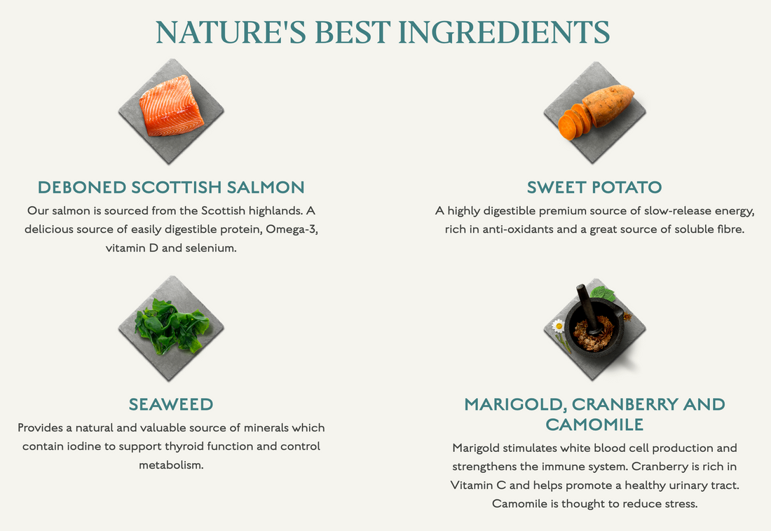 Canagan Dog Small Breed Salmon For Puppies & Adults