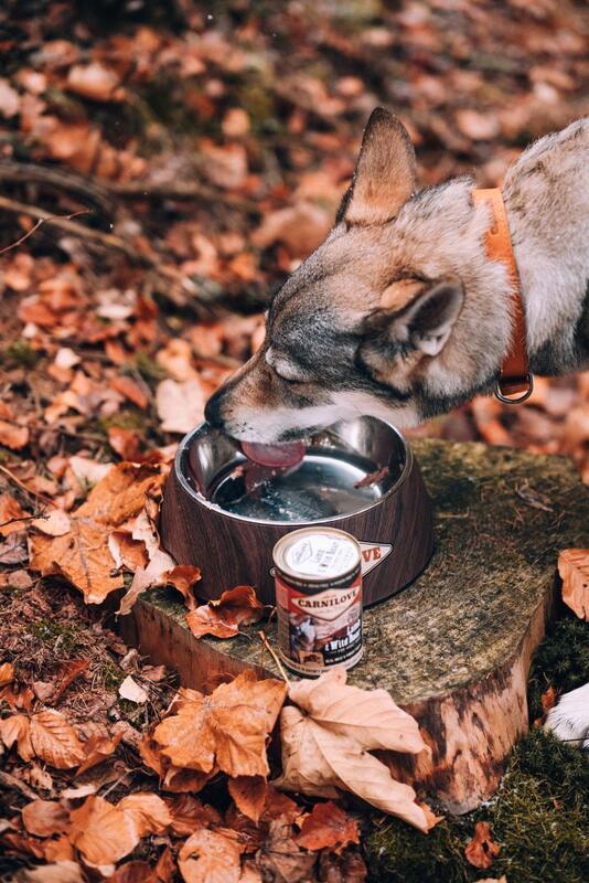CARNILOVE Tin Salmon & Turkey 400g