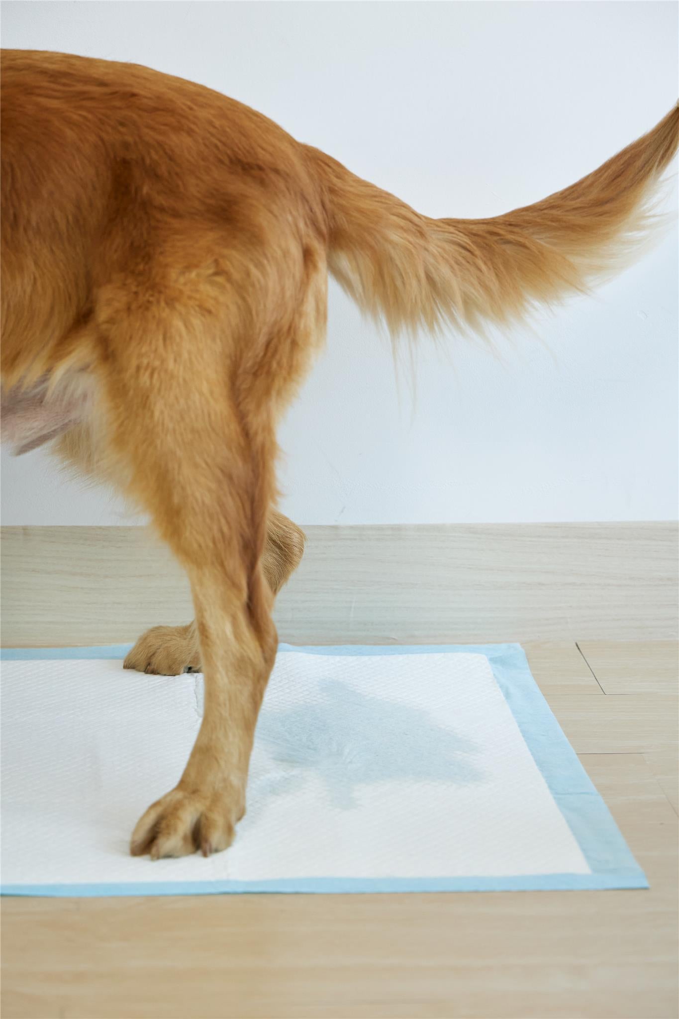 SNAPPY HYGIENIC PET PADS PAWDRY 45x60cm blue 26g, 50pcs/bag