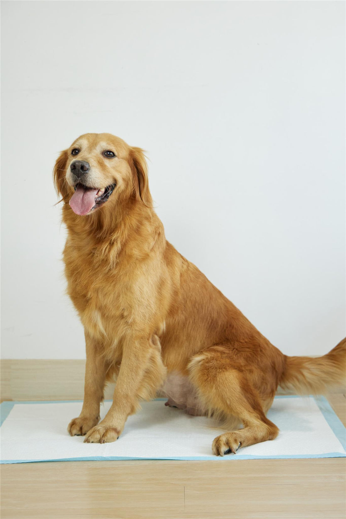 SNAPPY HYGIENIC PET PADS PAWDRY 45x60cm blue 26g, 50pcs/bag