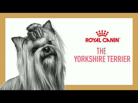 Royal Canin Yorkshire Terrier Adult