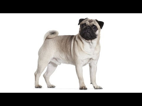 Royal Canin Pug Puppy 1.5kg