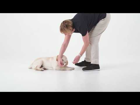 Royal Canin Training Treats 110g