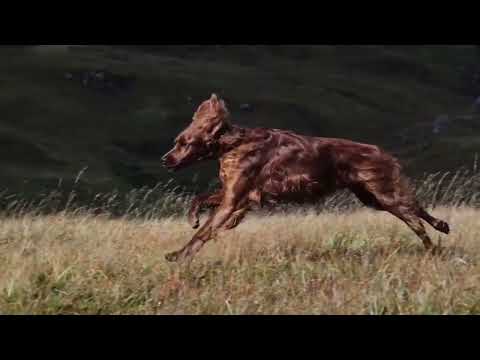 Canagan Dog Free Range Chicken For Puppies & Adults