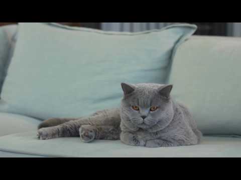 Royal Canin British Shorthair Adult 2kg