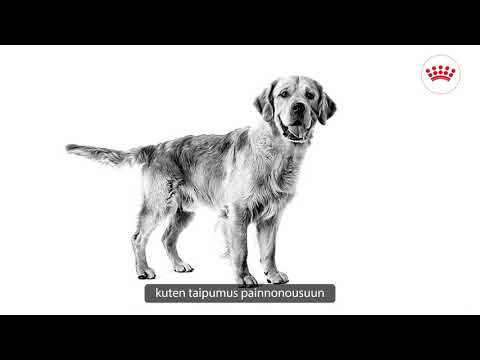 Royal Canin Golden Retriever Adult 12kg