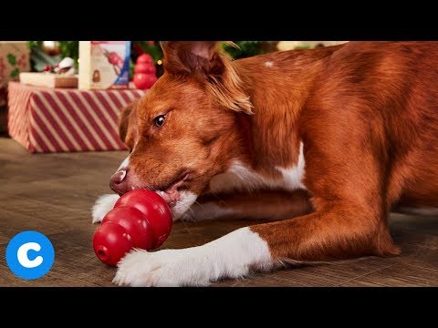 Kong Easy Treat Paste Peanut Butter Recipe 8 Ounce