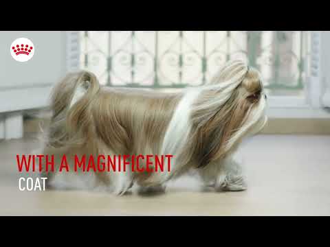 Royal Canin Shih Tzu Pouch 85g