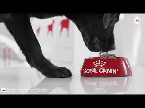 Royal Canin Labrador Retriever Adult 12kg