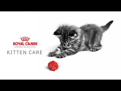 Royal Canin Kitten Pouch in Gravy