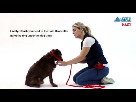 Halti Head Collar Black Size 1