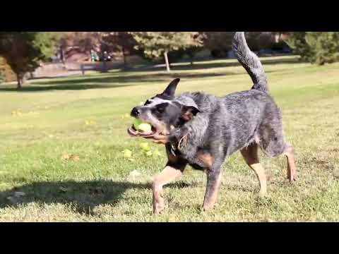 Kong Air Squeaker Tennis Ball X-Small 3PCS