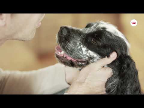Royal Canin Mini Dermacomfort 3kg
