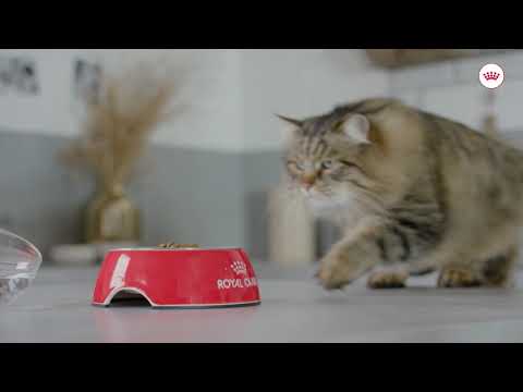 Royal Canin Light Weight Care