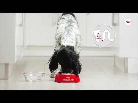 Royal Canin Digestive Care Loaf 85g