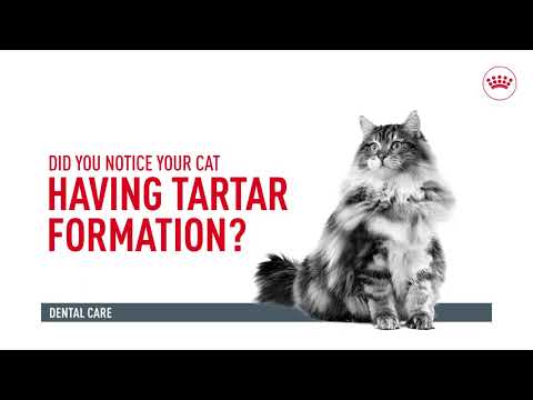 Royal Canin Dental Care