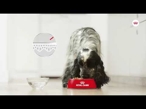 Royal Canin Dermacomfort Loaf 85g