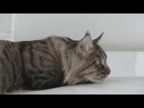 Royal Canin Maine Coon Adult Pouch