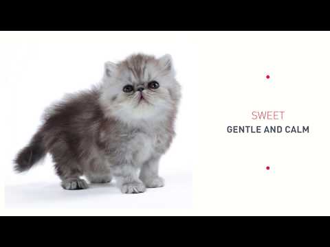 Royal Canin Persian Kitten 2kg