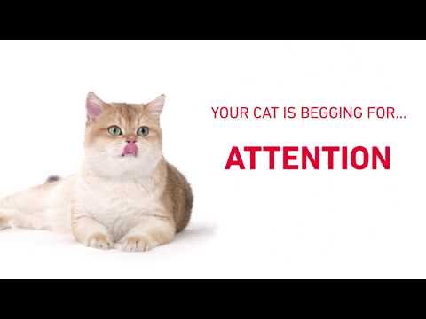 Royal Canin British Shorthair Adult Pouch