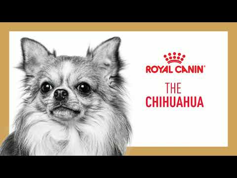 Royal Canin Chihuahua Puppy 1.5kg