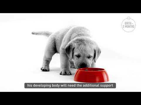 Royal Canin Maxi Puppy In Gravy Pouch 140g
