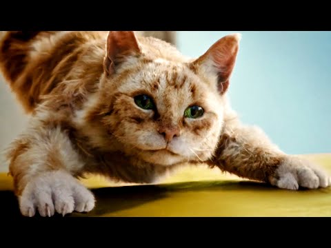 Dreamies™ Cat Treats Cheese & Beef 60g