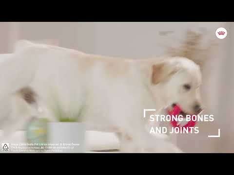 Royal Canin Maxi Puppy 3kg