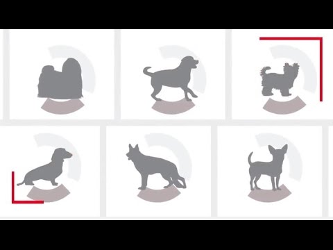 Royal Canin Cocker Spaniel Adult 3kg