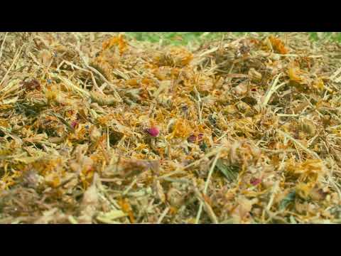 Burgess Excel D`Lion HerBage Timothy Hay 1kg
