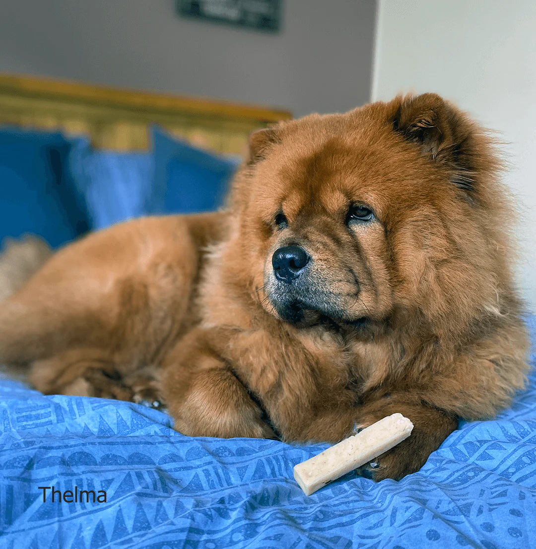 Dog Chews Yak Snack Small